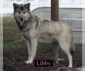 Wolf Hybrid Puppy for Sale in SAINT IGNATIUS, Montana USA