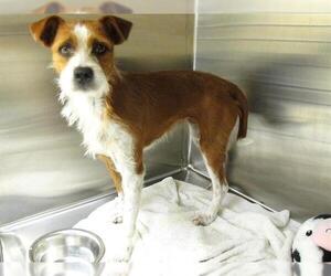 Parson Russell Terrier-Unknown Mix Dogs for adoption in Orange, CA, USA