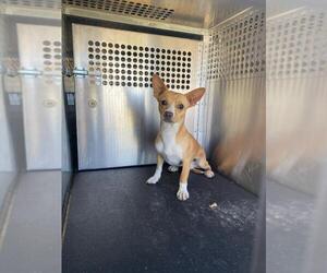 Chihuahua Dogs for adoption in Woodland, CA, USA