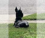 Small #12 Schnauzer (Giant)