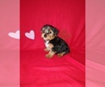 Puppy 4 Yorkshire Terrier