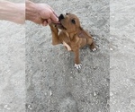 Small Photo #77 Rhodesian Ridgeback Puppy For Sale in MORONGO VALLEY, CA, USA