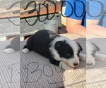 Small Photo #5 Border Collie Puppy For Sale in MC DANIELS, KY, USA