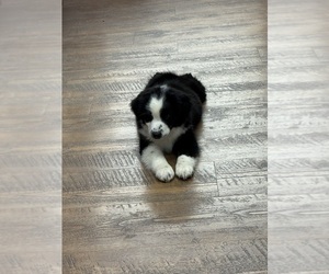 Miniature Australian Shepherd Puppy for sale in TULAROSA, NM, USA