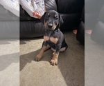 Puppy Green Doberman Pinscher