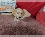 Small #3 Golden Retriever