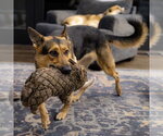 Ellie - Female German Shepherd Dog Dog for Adoption - Small photo