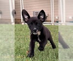 Small #3 Labrador Retriever Mix