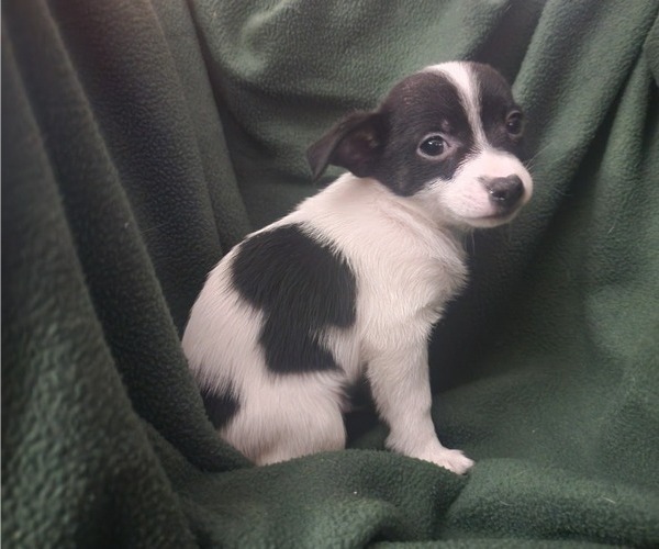 Medium Photo #1 Chihuahua-Chiranian Mix Puppy For Sale in CHARLOTTE, MI, USA
