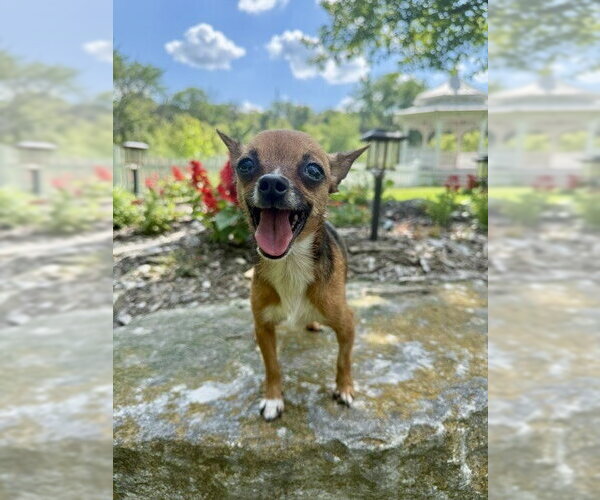 Medium Photo #2 Chihuahua Puppy For Sale in St. Louis Park, MN, USA