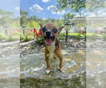 Small #1 Chihuahua