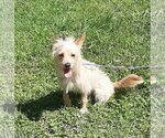 Small Photo #3 Mutt Puppy For Sale in Missouri City, TX, USA