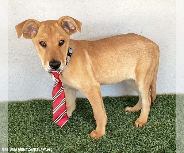 Medium Photo #4 Carolina Dog-Labrador Retriever Mix Puppy For Sale in San Diego, CA, USA