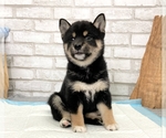 Small Photo #2 Shiba Inu Puppy For Sale in SAN DIEGO, CA, USA