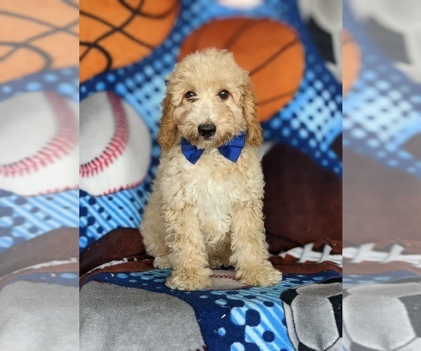 Medium Photo #3 Goldendoodle (Miniature) Puppy For Sale in KIRKWOOD, PA, USA