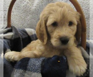 Goldendoodle Puppy for sale in FARMINGTON, NY, USA