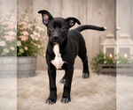Small #3 German Shepherd Dog Mix