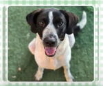 Small Lab-Pointer