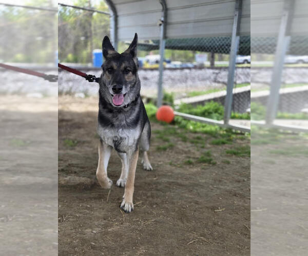 Medium Photo #3 German Shepherd Dog Puppy For Sale in Evansville, IN, USA