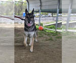 Small #2 German Shepherd Dog