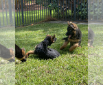 Small Photo #322 German Shepherd Dog Puppy For Sale in WELLINGTON, FL, USA