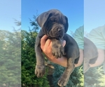 Puppy Arsen Cane Corso