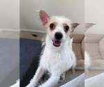 Small #1 Mutt