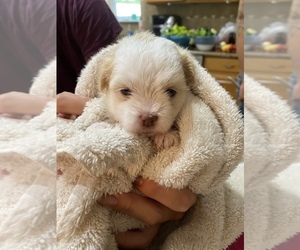 Maltese Puppy for Sale in MONROE, New York USA