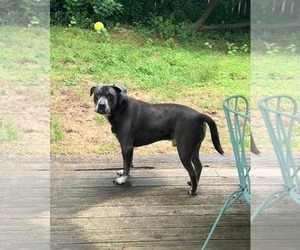Cooper - Male American Staffordshire Terrier-Labrador Retriever Mix Dog for Adoption - Photo #24