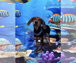 Small #2 Coonhound Mix