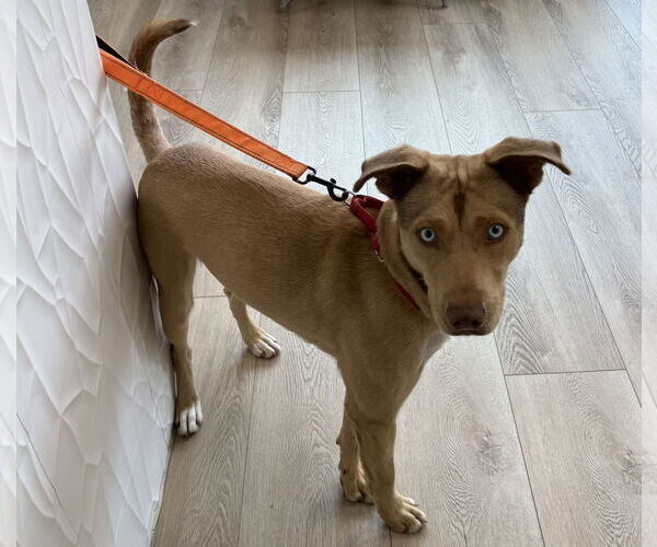 Medium Photo #6 Mutt Puppy For Sale in Rockaway, NJ, USA