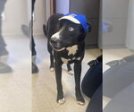 Small #3 Collie Mix