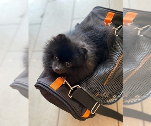Pomeranian Puppy for sale in STUDIO CITY, CA, USA