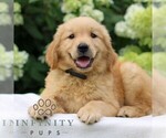 Small #2 Golden Retriever