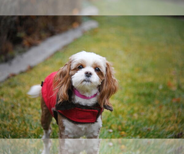 Medium Photo #6 Shih Tzu-Unknown Mix Puppy For Sale in Sandy, UT, USA