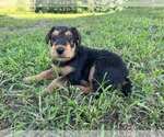 Small #15 Airedale Terrier