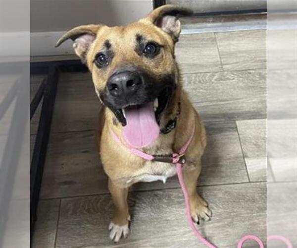 Medium Photo #1 German Shepherd Dog-Unknown Mix Puppy For Sale in Redlands, CA, USA