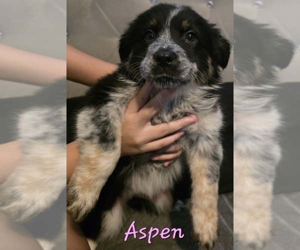 Medium Photo #1 Border-Aussie Puppy For Sale in ROY, UT, USA