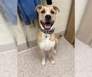 Bullmastiff-Unknown Mix Dogs for adoption in Brighton, CO, USA