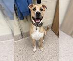 Small Bullmastiff Mix
