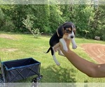 Puppy Alice Beagle