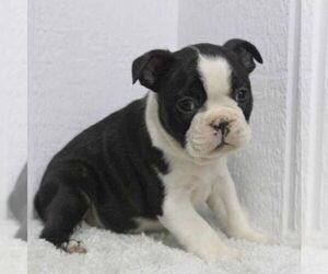 Boston Terrier Puppy for sale in LAWRENCEBURG, KY, USA