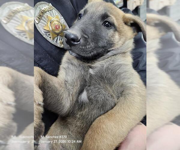 Medium Photo #1 Mutt Puppy For Sale in San Antonio, TX, USA