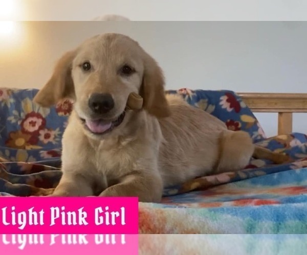Medium Photo #1 Golden Retriever Puppy For Sale in PORTAGE, WI, USA