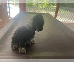 Small #4 Cocker Spaniel