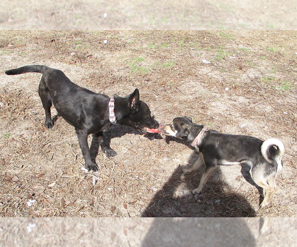 Medium Photo #4 Mutt Puppy For Sale in Camden, SC, USA