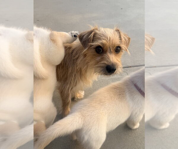 Medium Photo #2 Mutt Puppy For Sale in Dana Point, CA, USA