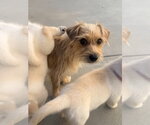 Small Photo #2 Mutt Puppy For Sale in Dana Point, CA, USA