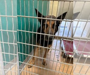 German Shepherd Dog-Unknown Mix Dogs for adoption in Texas City, TX, USA