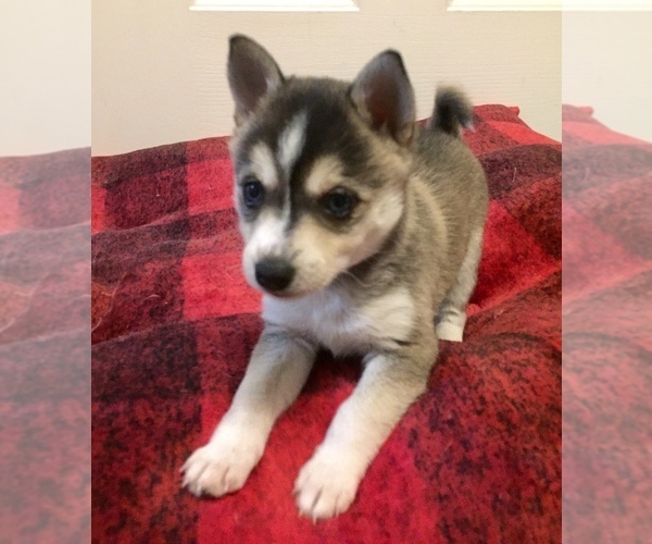 Medium Photo #10 Alaskan Klee Kai Puppy For Sale in WINCHESTER, OH, USA